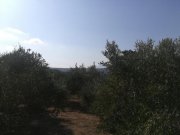 Aspro Olivenhain mit Meer- und Bergblick auf Kreta zum Verkauf Grundstück kaufen